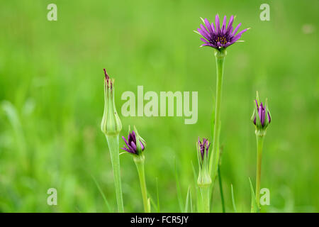 Salsify (Tragopogon porrifolius). A purple flower in the daisy family (Asteraceae), growing as an introduced species in the UK Stock Photo