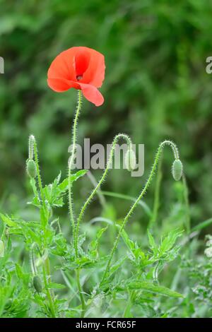 Common poppy (Papaver rhoeas) flower and buds. A red flower in the family Papaveraceae growing on the Lincolnshire fens Stock Photo