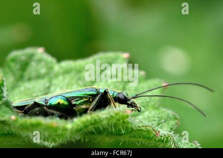 Swollen-thighed beetle (Oedemera nobilis) profile. A striking male beetle in the family Oedemeridae, with enlarged femora