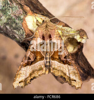 Angle shades (Phlogophora meticulosa) moth. A boldly patterned moth in the family Noctuidae, at rest on wood Stock Photo