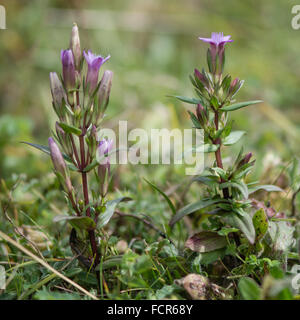 Autumn gentian (Gentianella amarella) in flower. A biennial of calcareous grassland in the family Gentianaceae, in flower Stock Photo