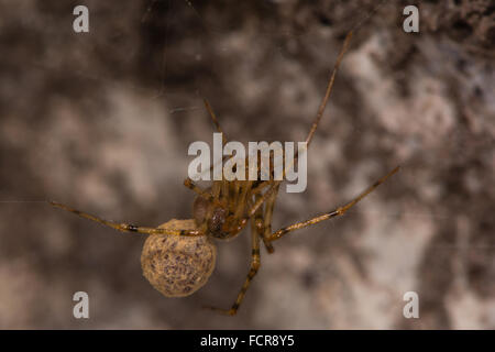 Nesticus cellulanus spider with egg sac. A female spider common in cellars and vaults in the family Nesticidae Stock Photo