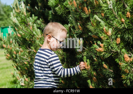 Boy collect pine buds Stock Photo