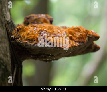 Shaggy bracket (Inonotus hispidus). A striking fungus in the family Hymenochaetaceae, with furry upper surface. On beech (Fagus) Stock Photo