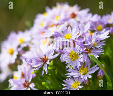 Sea Aster, Aster tripolium in flower on the Dorset coast Stock Photo ...