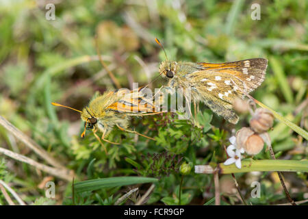 Silver-spotted skipper (Hesperia comma) pair territorial dispute. A malformed male in the family Hesperiidae is chased Stock Photo