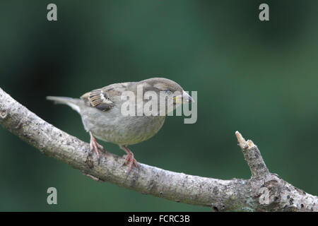 Female House Sparrow () sitting on a branch in the garden. Stock Photo
