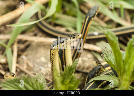 Red-sided garter snakes, Thamnophis sirtalis, Narcisse Snake Dens, Narcisse, Manitoba, Canada