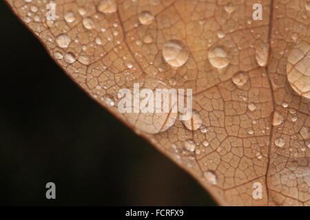 Spherical water droplets on a fallen brown leaf after a rainstorm Stock Photo