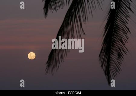 Rio de Janeiro, Brazil, 23rd January 2016. Full moon rising, with silhouetted coconut tree. Credit:  Maria Adelaide Silva/Alamy Live News Stock Photo