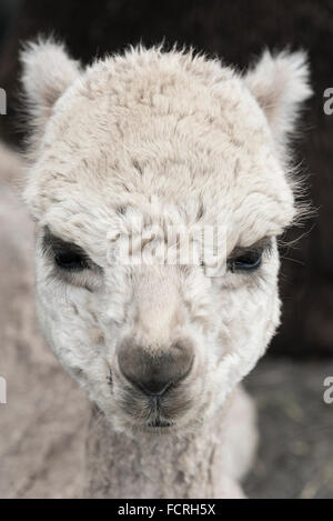 Alpaca portrait. Stock Photo