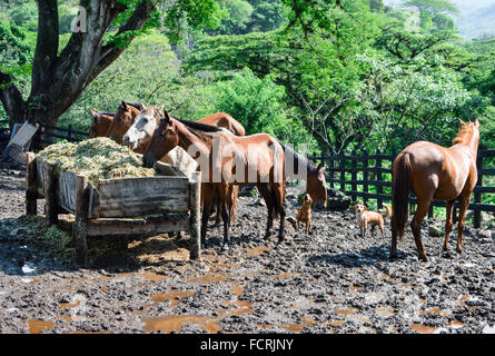 Group of horses eating dry hay in a fenced open barn near Maragalpa in Nicaragua Stock Photo