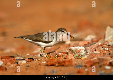 Sandpipers are most often seen poking in the sand for insects. Stock Photo