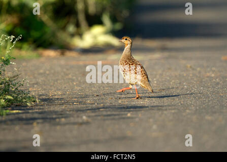 The grey francolin Francolinus pondicerianus is a species of francolin found in the plains and drier parts of South Asia. Stock Photo