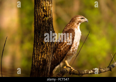 Red-tailed hawk (buteo jamaicensis) close-up, on a limb of a tree. Stock Photo