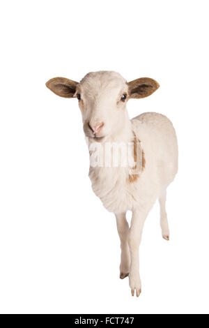 White spotted sheep standing isolated on white background Stock Photo