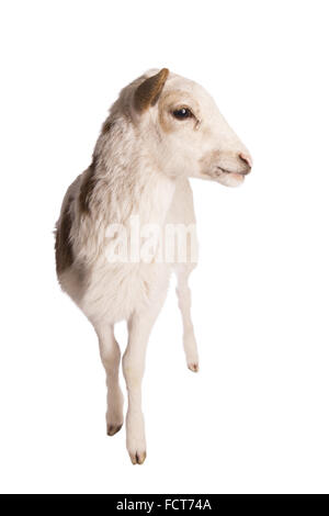 White spotted sheep standing isolated on white background Stock Photo