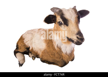 Brown and white sheep lying down close up isolated Stock Photo