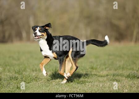 playing Greater Swiss Mountain Dog Stock Photo