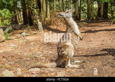 Kangaroo in Trowunna Wildlife Park Stock Photo