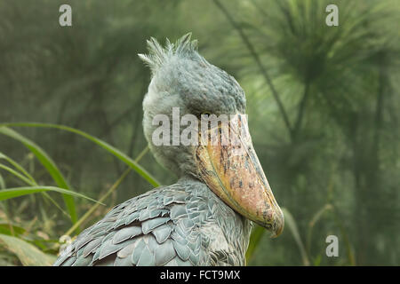 Portrait of shoebill (Balaeniceps rex) also known as whalehead or shoe-billed stork Stock Photo