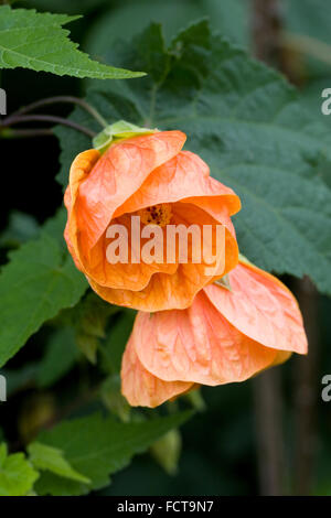 Abutilon 'Orange Glow' flowers in late summer. Stock Photo