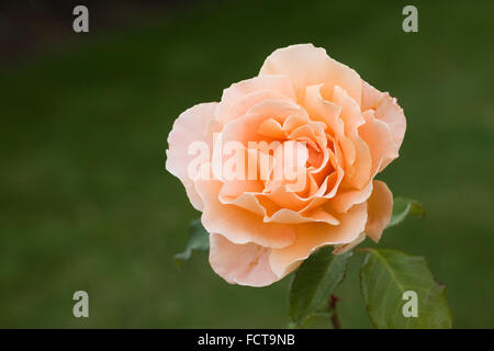 Rosa 'Just Joey'.Hybrid tea rose flower. Stock Photo