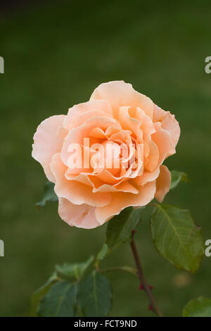 Rosa 'Just Joey'.Orange rose flower. Stock Photo