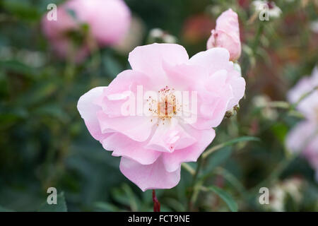 Rosa The Lady's Blush 'Ausoscar'. Pale pink shrub rose in an English garden. Stock Photo