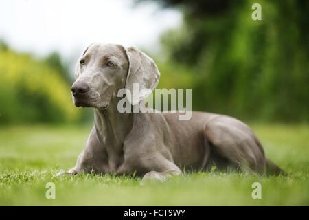 lying shorthaired Weimaraner Stock Photo