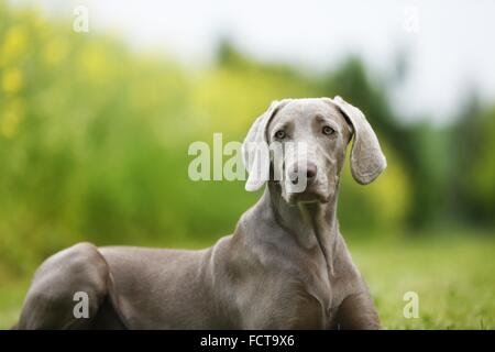 shorthaired Weimaraner portrait Stock Photo