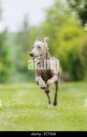 running shorthaired Weimaraner Stock Photo