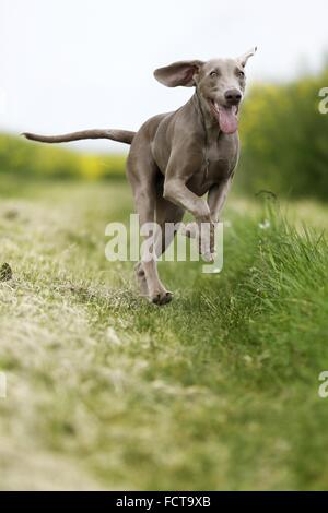 running shorthaired Weimaraner Stock Photo