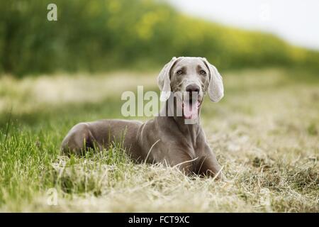 lying shorthaired Weimaraner Stock Photo