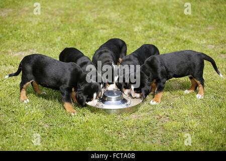 Greater Swiss Mountain Dog Puppies Stock Photo