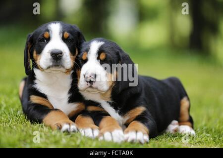 2 Greater Swiss Mountain Dog Puppies in the countryside Stock Photo
