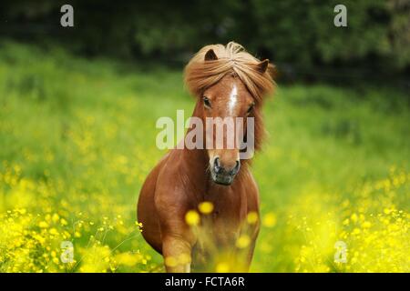 Icelandic horse Portrait Stock Photo