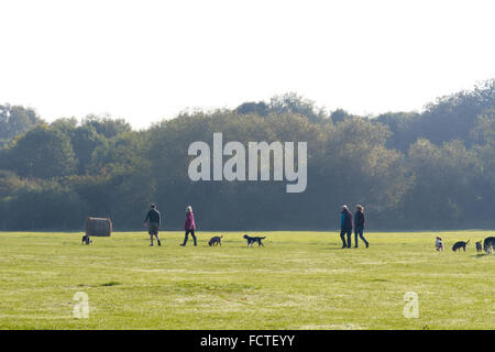 Dog walkers in a meadow with hay bales at Priory Marina in Bedford ...