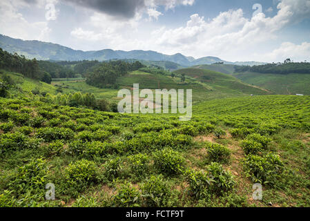tea field in Ishaka, Uganda, Africa Stock Photo