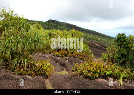 Nepenthes pervillei. Morne Seychellois National Park, Mountain Copolia Stock Photo