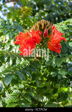 Hibiscus sabdariffa or roselle fruits on tree. Stock Photo