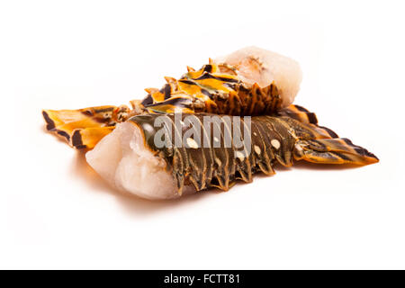 Raw Caribbean ( Bahamas ) rock lobster (Panuliirus argus) or spiny lobster tails isolated on a white studio background. Stock Photo