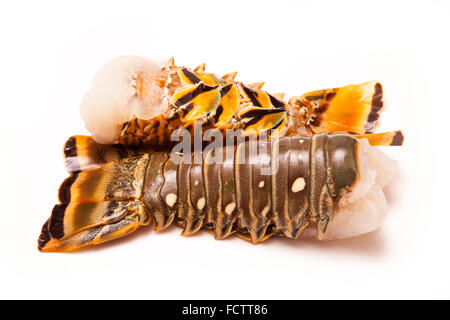 Raw Caribbean ( Bahamas ) rock lobster (Panuliirus argus) or spiny lobster tails isolated on a white studio background. Stock Photo