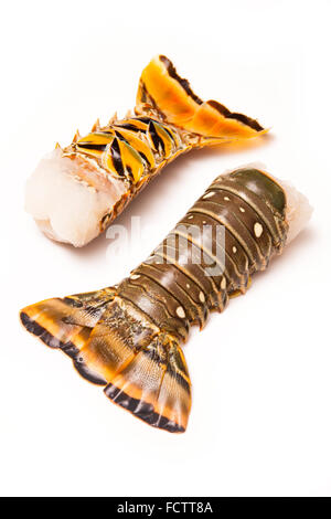 Raw Caribbean ( Bahamas ) rock lobster (Panuliirus argus) or spiny lobster tails isolated on a white studio background. Stock Photo