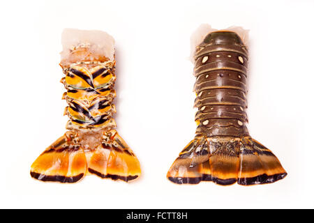 Raw Caribbean ( Bahamas ) rock lobster (Panuliirus argus) or spiny lobster tails isolated on a white studio background. Stock Photo