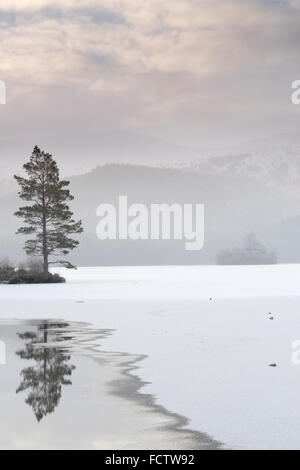 Lochan Eilein in mid-winter, the loch is frozen over. Stock Photo