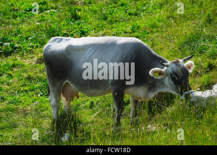 Malga Larici, Asiago plateau,Venetian Pre-Alps. A cow grazing. Stock Photo
