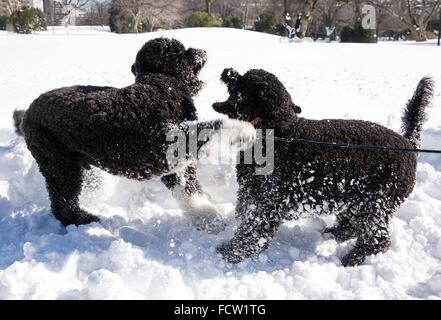 Washington, DC, USA. 24th Jan, 2016. The Obama family dogs Bo and Sunny play in the snow on the South Lawn of the White House works January 24, 2016 in Washington, DC. Stock Photo