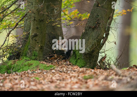 Beech Marten / Stone Marten / Steinmarder ( Martes foina ), in autumn, hunting at the edge of a forest, hiding between trees. Stock Photo