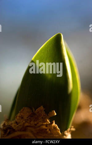 Growing tip of Hyacinth bulb Stock Photo